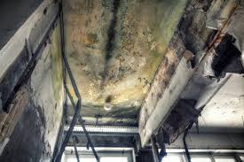 Best Real Estate Mold Inspection in Roebling, NJ